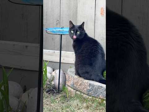 Thirsty Feline. #pets #animals #yeg #ExploreEdmonton #travelalberta