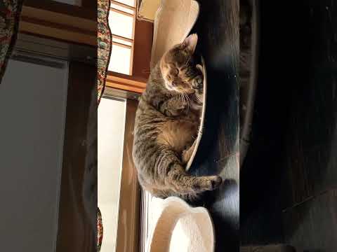 【癒されて下さい】元保護猫たいせいの朝の様子