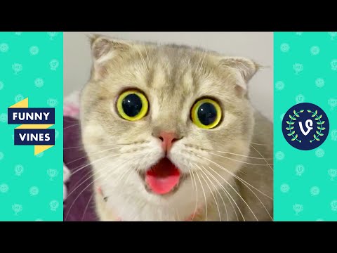 TRY NOT TO LAUGH - Cute Funny Animal Videos!