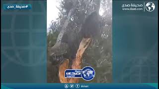 شجرة شطرها الزلزال نصفين