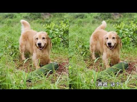 即便是汗流浃背的壹天，渴了有路虎的冰爽百香果，餓了有虎媽的紅燒肥腸，再累都是值得的