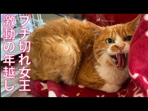 公園の女王猫、激動の年越しをする Tje queen-cat's New Year's Eve