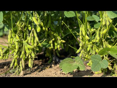 畑に米ぬか肥料撒いて育てた夏野菜は美味しい　25/8/20