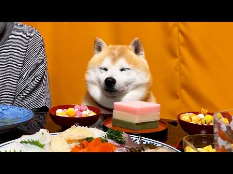 ひな祭りの宴会で主役席に座ってしまい、ゴリゴリの中年柴なのにお祝いされて戸惑いを隠せない柴犬