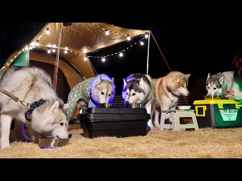 【大騒ぎ】5頭のハスキー犬とキャンプするとこんなにも騒がしいんです... 【シベリアンハスキー】