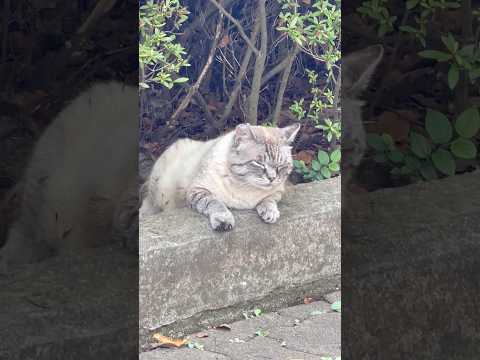 #shorts ちょっとマヌルっぽいネコさん　千葉市動物公園(外側)にて　2025年7月5日 サムネイル