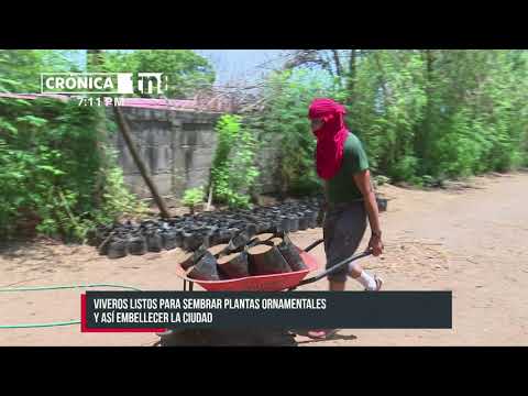 Jóvenes de Managua colaboran en sembrar plantas - Nicaragua