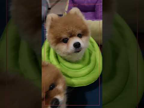 หลับอยู่ก็จริง💤แต่เรื่องกินไม่มีพลาด😅 #dogshorts #pomeranian #dogslife #น้องหมาปอม