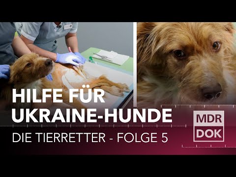 Lebensretter Inside - Die Tierretter: Tierrettung aus der Ukraine (Folge 5)