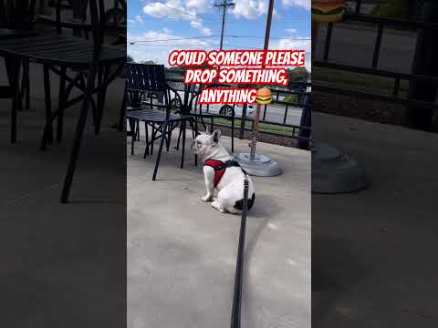 Sir Winston waiting for some food to drop #frenchbulldog #cheeseburger #frenchie #hungry