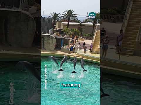 Two orcas are trapped in an abandoned French marine park — circling 'crumbling' tanks for months.