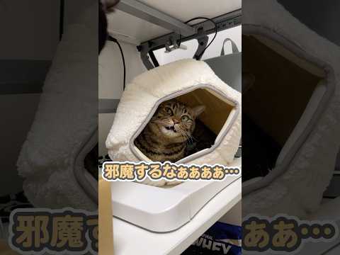 マジギレされる猫