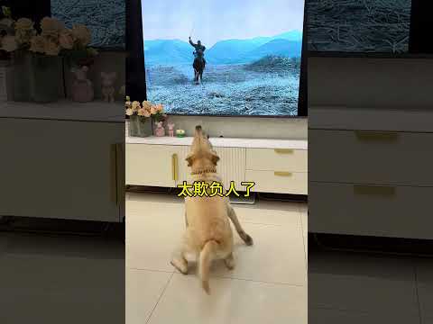 肉肉说了算🐶：看个电视把狗子气坏了