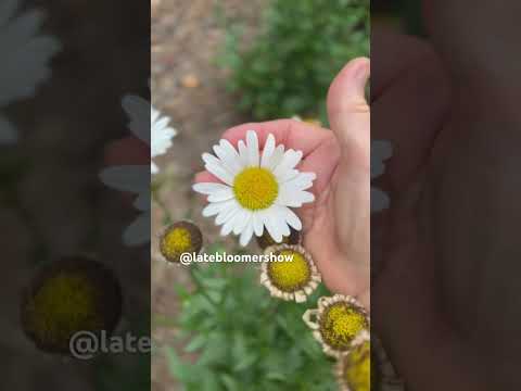 Take a gardener from her garden, this happens! #gardenersgardening