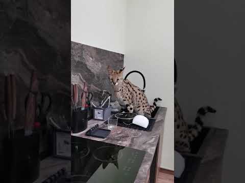 Serval peed in the sink