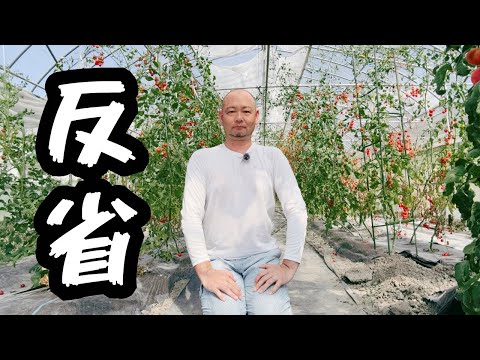 2025年ミニトマト栽培の振り返り「課題と対策」