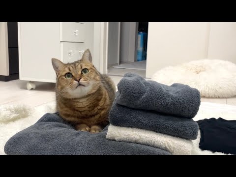 猫の動画サムネイル - 洗濯物をキレイに畳むと必ずその上で一休憩する猫の習性どうにかしてくれ…