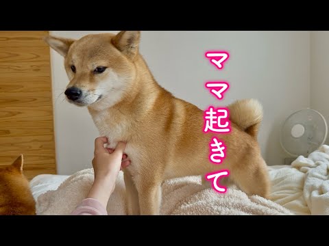 ママを見つめても起きてくれないので上に乗って確認してみる柴犬が可愛い