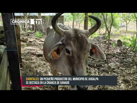 Exitosa crianza de ganado menor en San Esteban, Juigalpa - Nicaragua