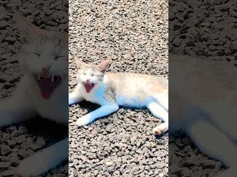 മീശമാധവൻ 😂😂🐱#catmemes #catlovers #catvideos #petlovers #subscribenow #comedy