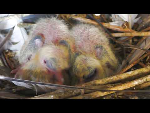 Naturinstinkte und Junges mit brauner Binde am 19.04.21