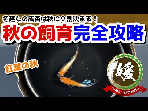 冬越し成功のための秋のメダカ飼育完全攻略！～越冬にとって大切な秋の飼育管理～【媛めだか】