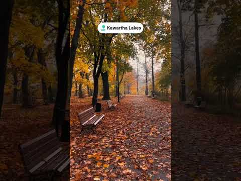 Kawaratha lames the Autumn season. #autumn #canada #season #weather #fypシ゚