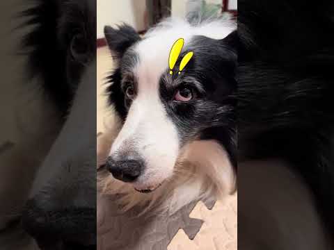 蛋:我命由我不由天 #边牧 #养狗的乐趣 #精神小狗 #歪头杀