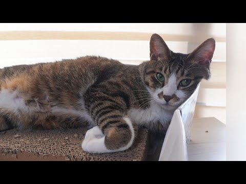 ついにやってしまった猫☆箱ぶっこわしのプロゴマちゃん~解体屋~ 【リキちゃんねる 猫動画】 キジトラ 猫のいる暮らし
