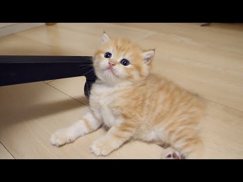 Charo's kittens have outgrown the birth box and started exploring the room!