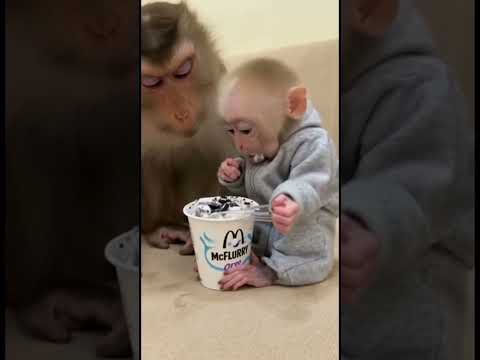 He is just enjoying 😊 #icecream #mcflurry #cute #asmr