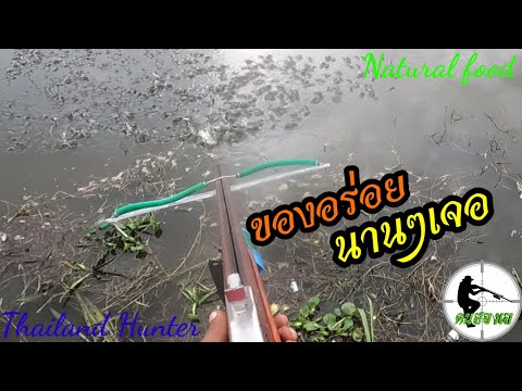 #SHOOT-FISH-ยิงปลาที่กินยาก-แต #SHOOT-FISH-ยิงปลาที่กินยาก-แต
