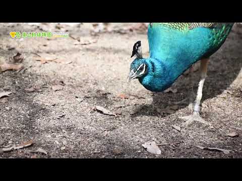 【東山動植物園公式】インドクジャクの日常〜ミルワームをもらいました〜　《 インドクジャク　クジャク 》