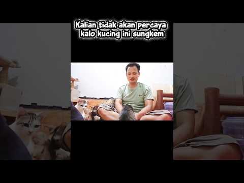 Seolah Mengerti Kasih Sayang... Kucing Ini Sungkeman Penuh Haru 🥺 #kucing #kucingjalanan
