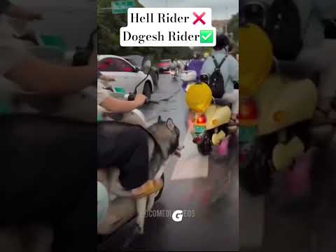 Dogesh bhai day by day | #dogshorts #dogeshbhai #funnydog #dogvideos