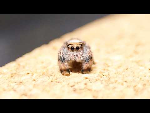 世界中にファンがいるハエトリグモ!飼育~繁殖を大公開♪【リーガルジャンピングスパイダー】