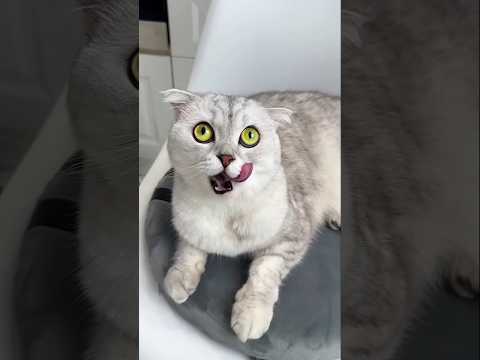 angry cat #cat #funny #animals #memes #pets #cats #cute #home #comedy #cooking