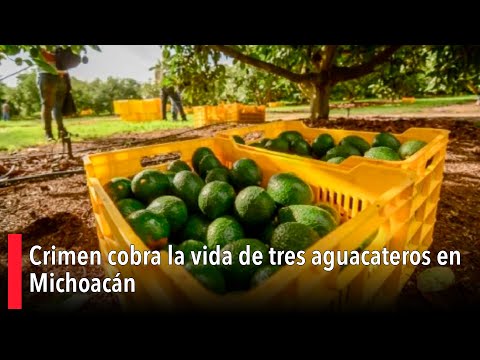 Crimen cobra la vida de tres aguacateros en Michoacán