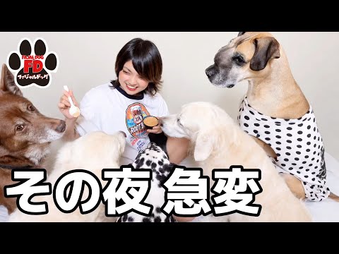 【超大型犬】5歳の誕生日を喜んだ夜…体調が急変しました