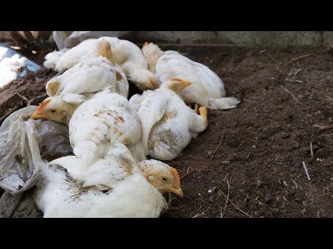 Primer caso de gripe aviar en humanos en el país