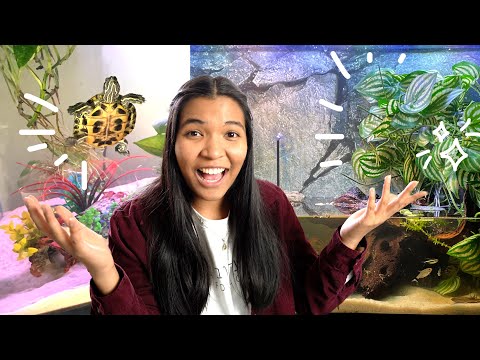 reacting to my subscribers' PLANTED turtle tanks ( Send me your tank to react to! ► https_//bit.ly/theturtlegirlreacts
In this edition of 