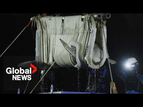 シカゴの水族館で、マリンランドから救出されたベルーガがまた死亡