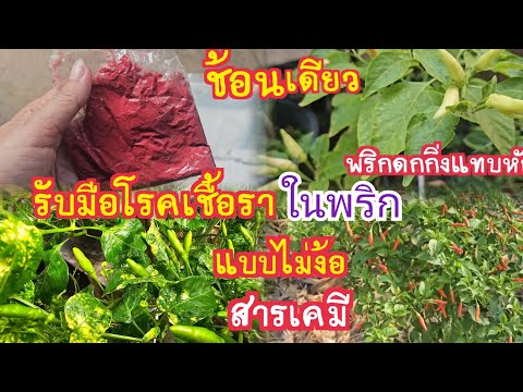 พริกใบหงิกงอ​ดอกร่วงผลไม่ดก