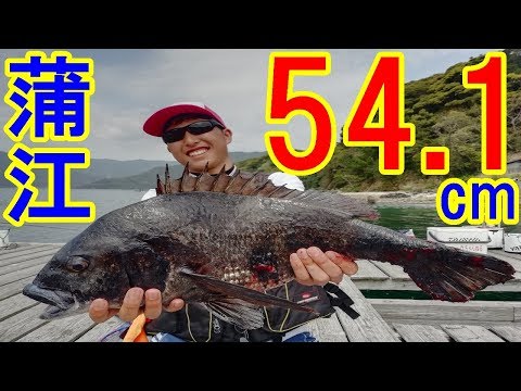 デカすぎるチヌが釣れた！