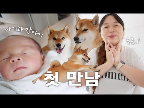 아기와 강아지 첫만남🧡 <strong>조리원</strong> 끝! 드디어 아기와 함께 시바견들이 있는 집으로~! ㅣ출산 VLOG