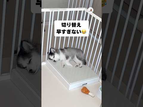 猫の動画サムネイル - 一秒前まで寝てたよね😳｜PECO