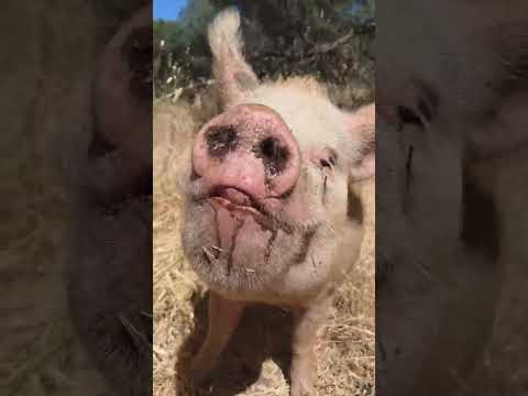 Some of the rescue pigs try popsicles on a hot day. We think they are a hit.