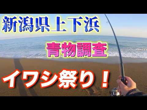 前日ブリが釣れた【上下浜】で青物調査!今年初釣行で青物は釣れるのか!?