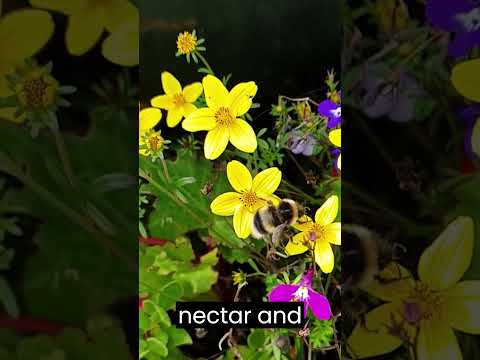 🔴LIVE PROVE🔴 ! Power of Bees as Pollinators!