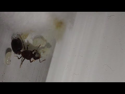 นางพญามดโล่ นางพญามดโล่